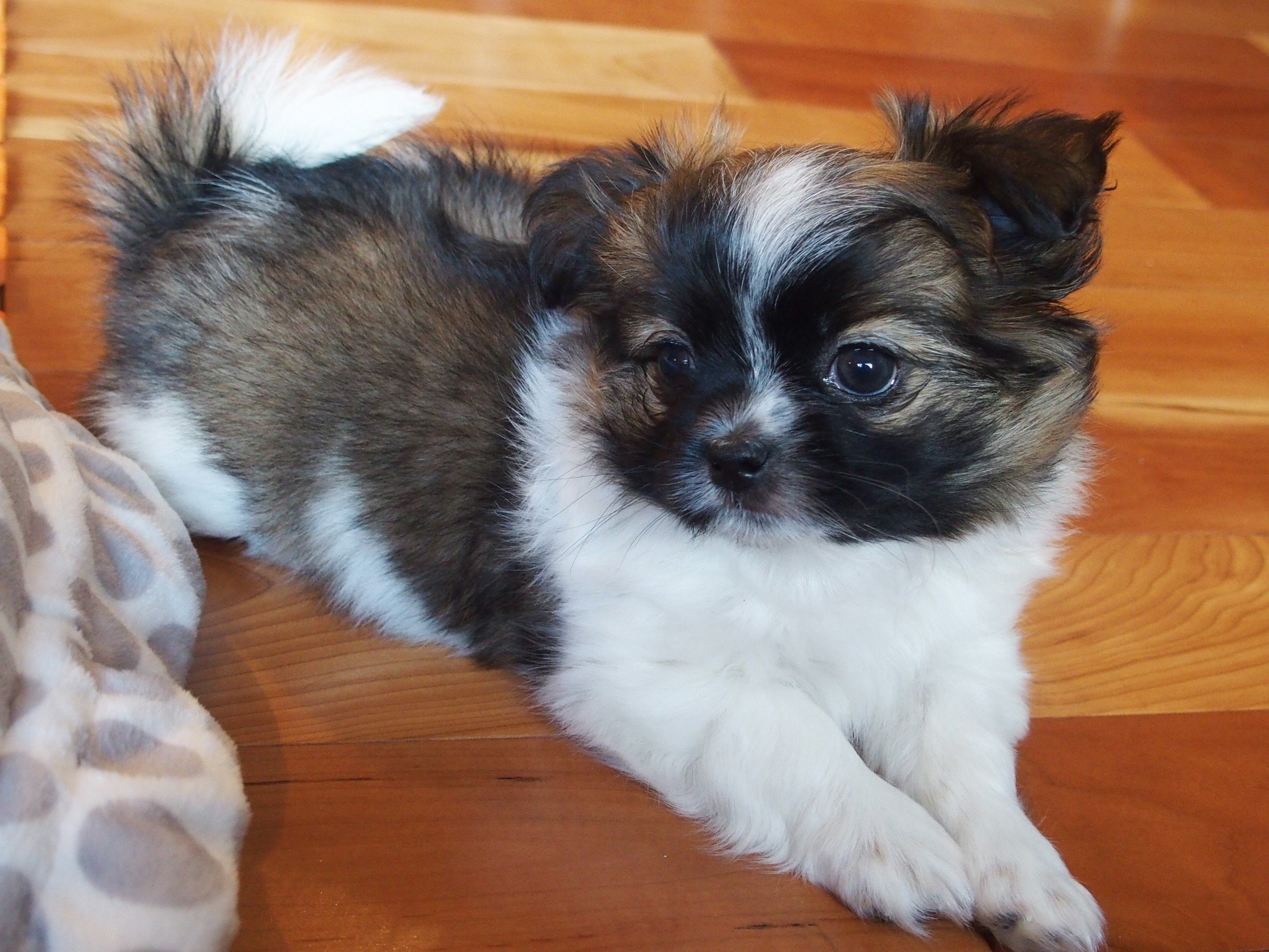 MiKi Puppies for Sale Rare Gem MiKis